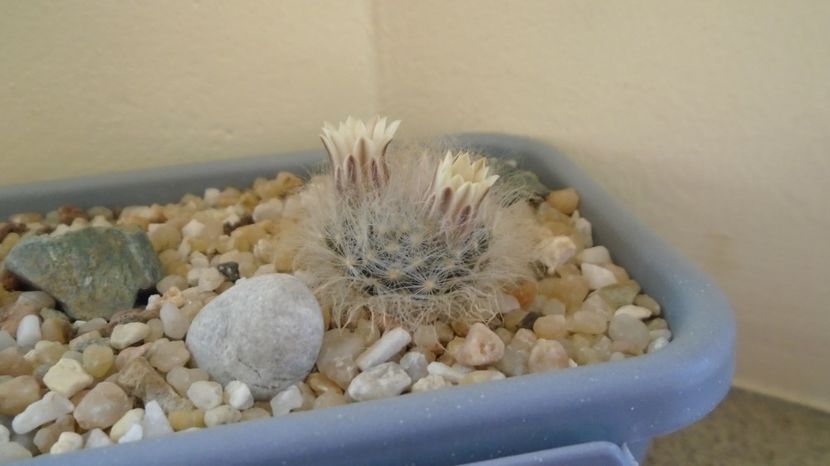  - Cactusi 2023