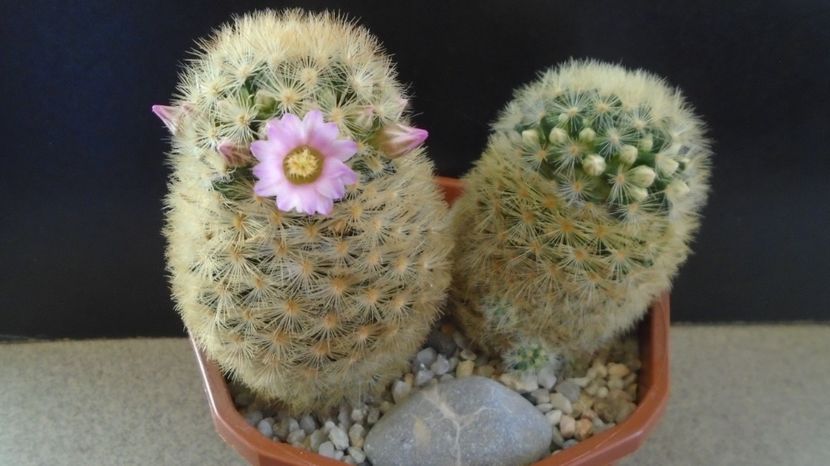  - Cactusi 2023
