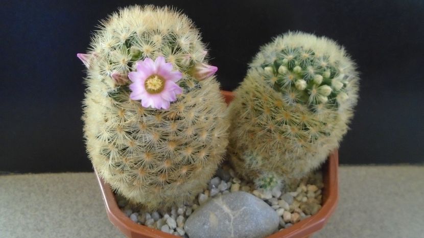  - Cactusi 2023