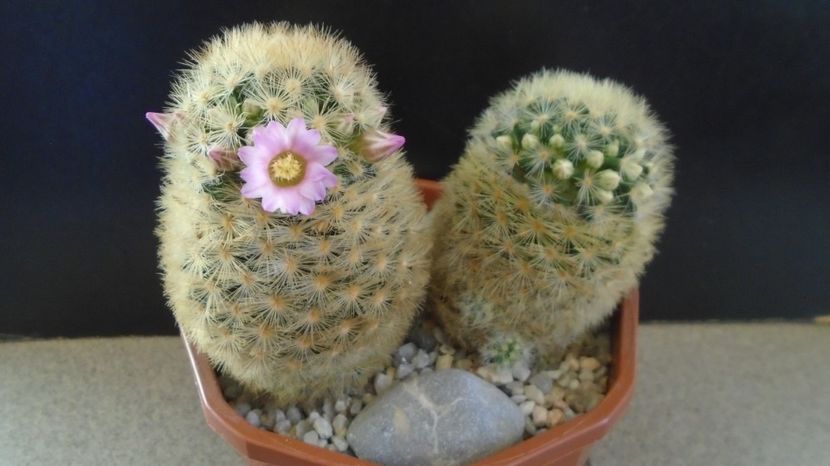  - Cactusi 2023