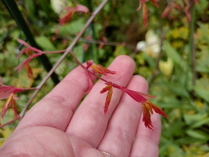 Acer "Orange Dream" - Grădina 2023