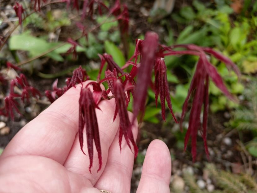 Acer "Atropurpureum " - Grădina 2023