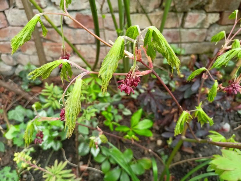 Acer "Aconitifolium" - Grădina 2023