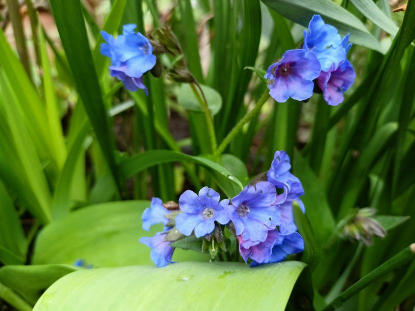 Pulmonaria "Blues Ensign" - Grădina 2023