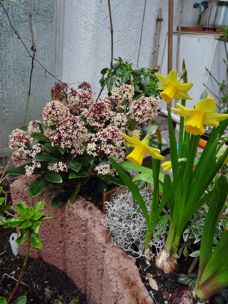  - 2023 - 01 - Primavara