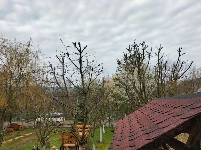 IMG20230409082235 - Primăvara 2023