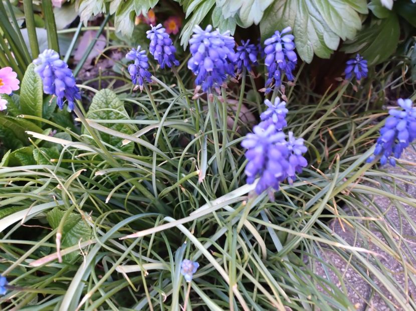  - Flori de gradina-2023