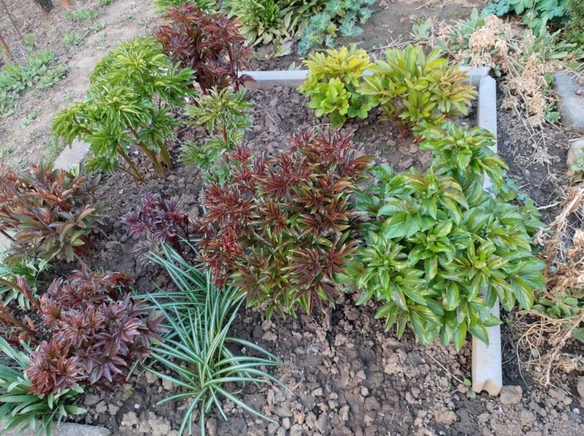  - Flori de gradina-2023