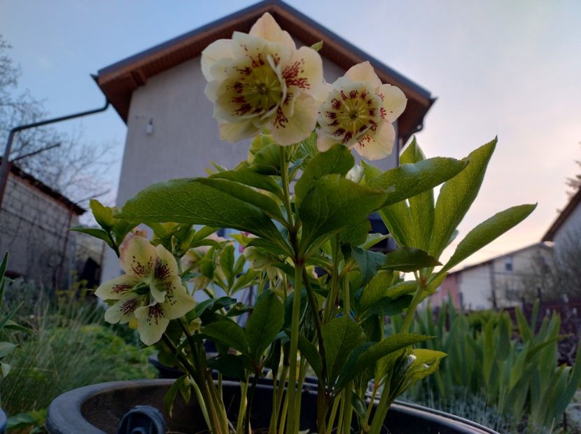  - Flori de gradina-2023