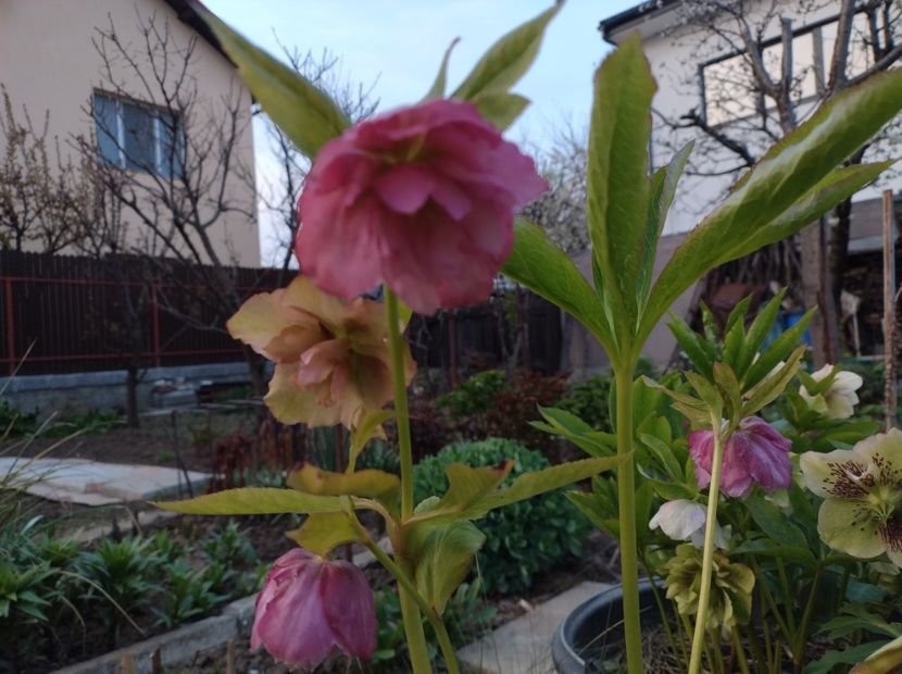  - Flori de gradina-2023