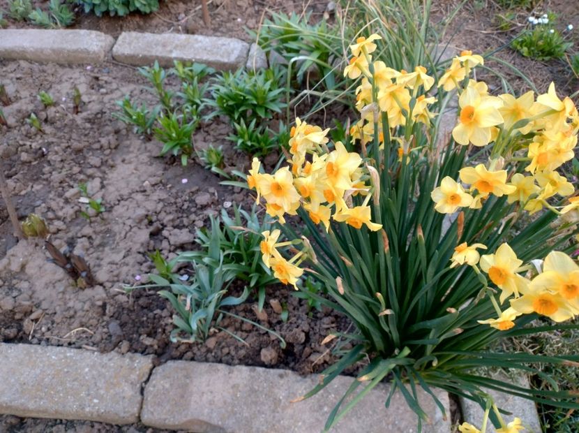  - Flori de gradina-2023