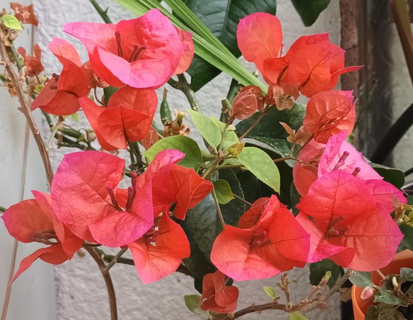 Cea mai frumoasa bouguță de la cel mai frumos om! ❤️❤️❤️ - Bougainvillea