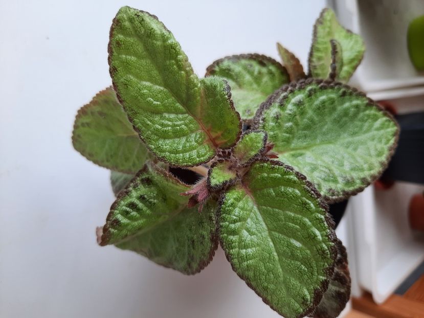 Aprilie 2023 - RED DEVIL