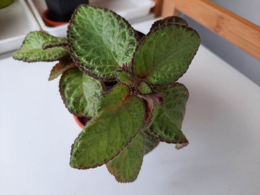 Aprilie 2023 - RED DEVIL