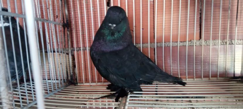 IMG-20210130-WA0015 - English long face