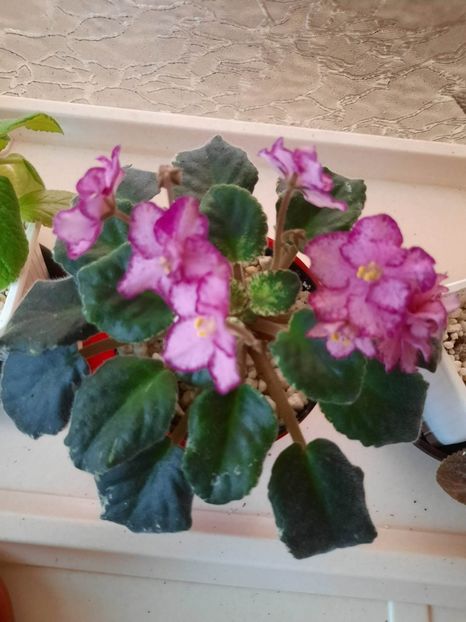 Decembrie 2021 - BUCKEYE CHERRY TOPPING