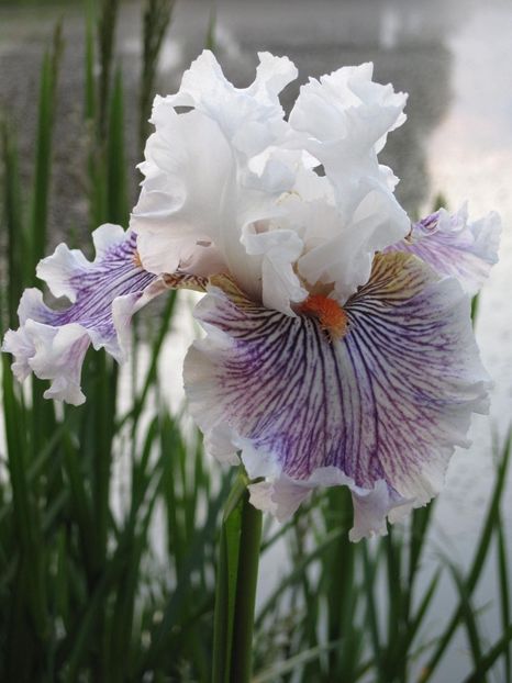 Berserk - irisi 2023