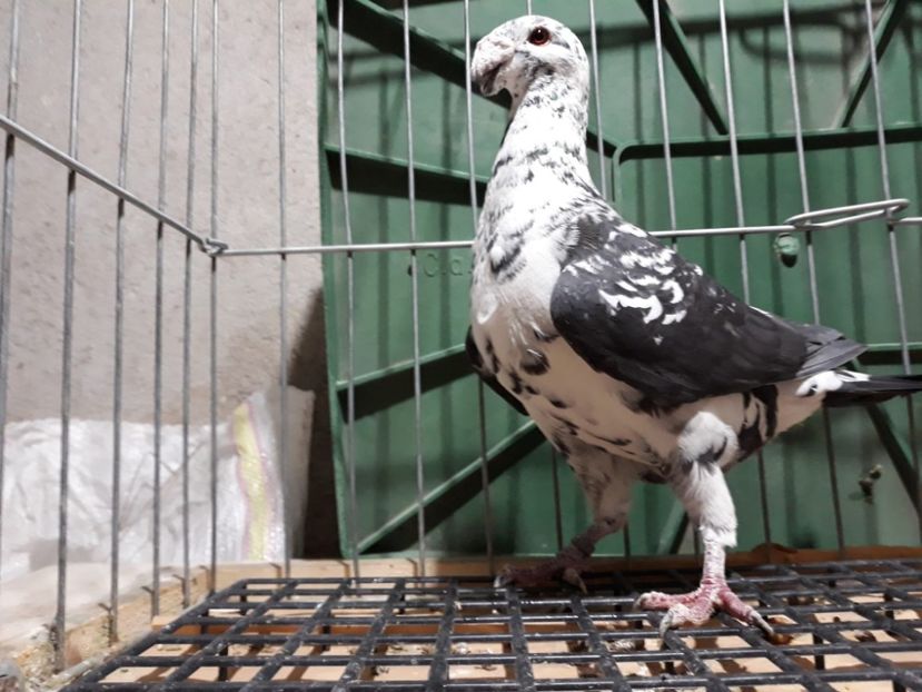 IMG-20230226-WA0085[1] - Amintiri