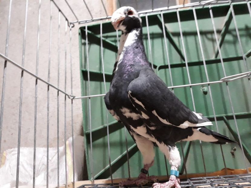 IMG-20230226-WA0092[1] - Amintiri