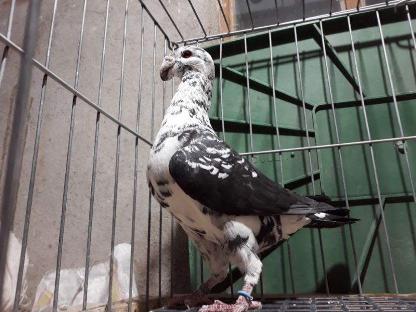 20230314_204118[1] - Amintiri