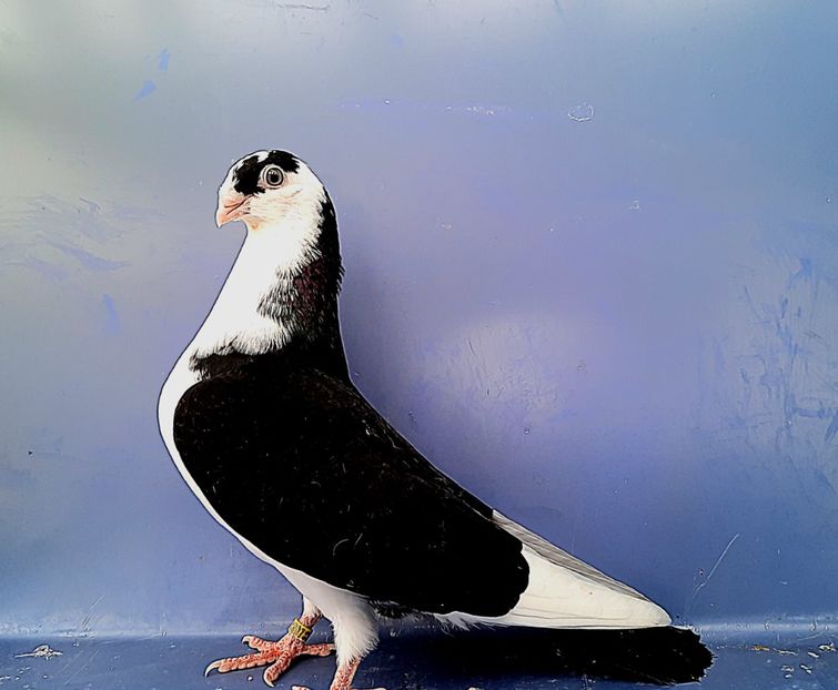 17008  mascul  2023 - 00001 porumbei dragi mie arhivă