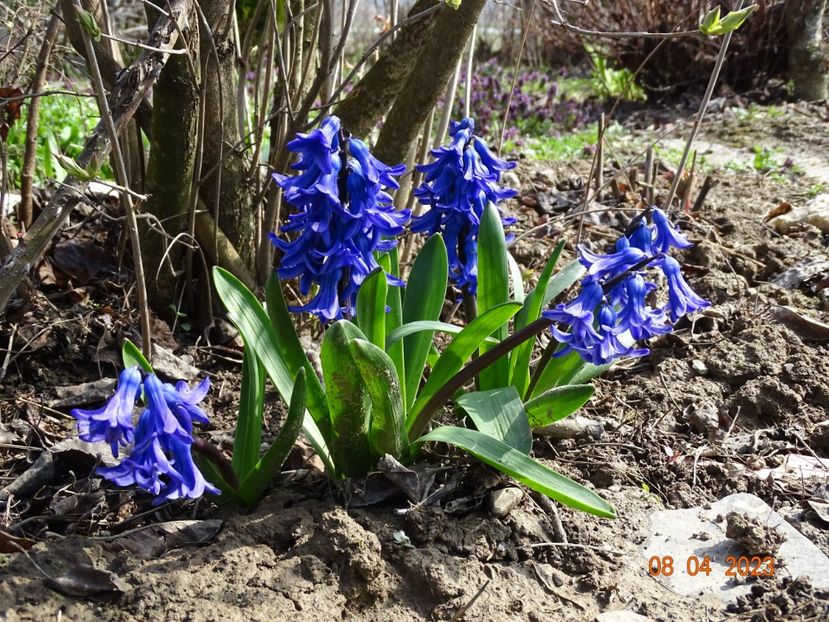 Delft Blue - z-Dobarland 2023