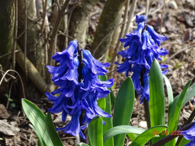 Delft Blue - z-Dobarland 2023
