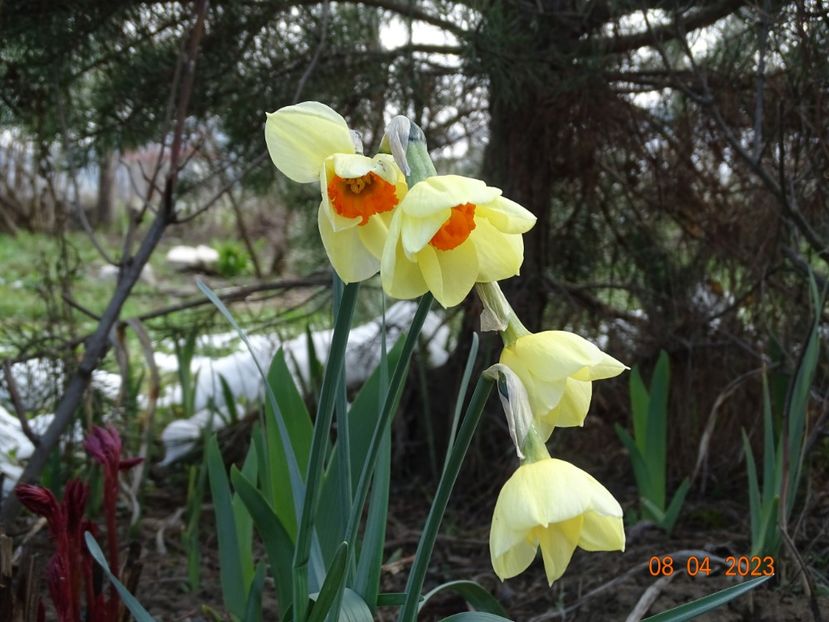 Barrett Browning - z-Dobarland 2023