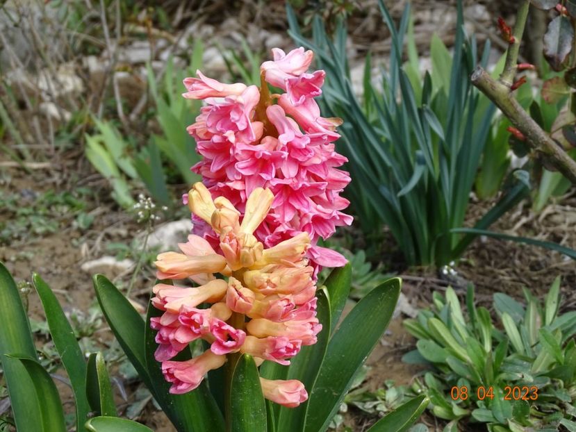 Sweet Invitation - z-Dobarland 2023