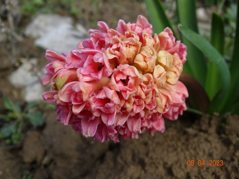 Sweet Invitation - z-Dobarland 2023