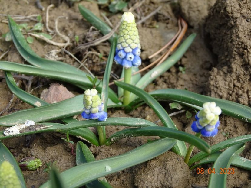 muscari Mountain Lady - z-Dobarland 2023