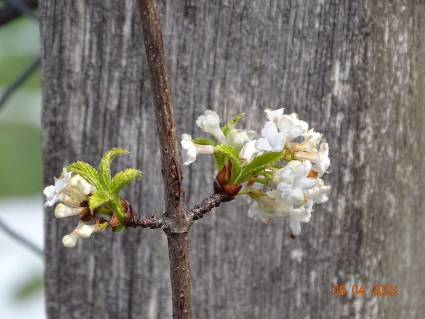 viburnum farreri candidissimum - z-Dobarland 2023