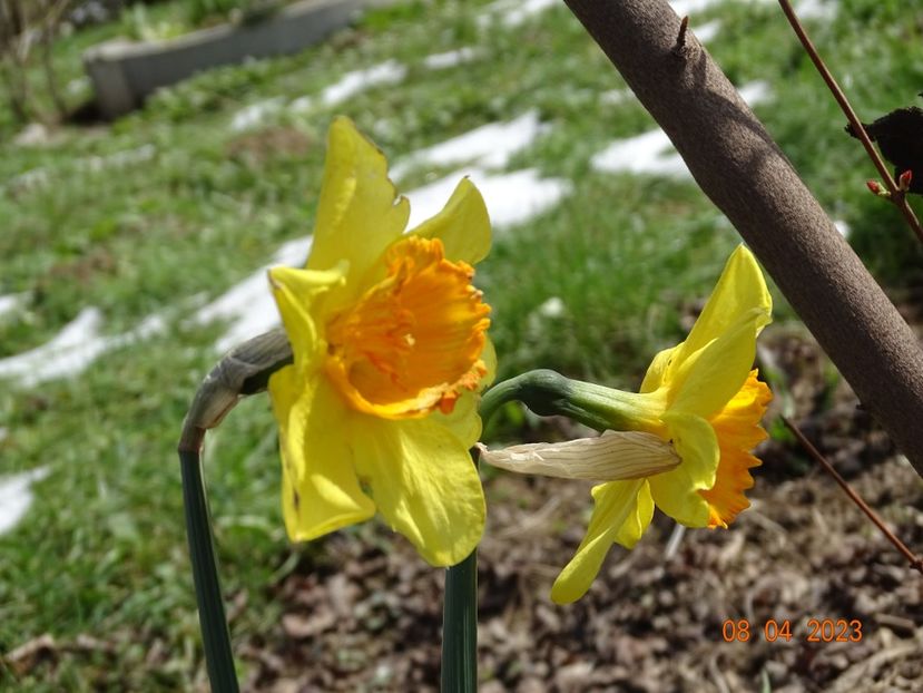 Red Devon - z-Dobarland 2023