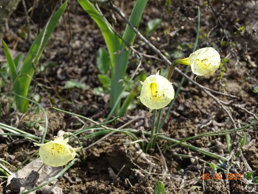 Arctic Bells - z-Dobarland 2023
