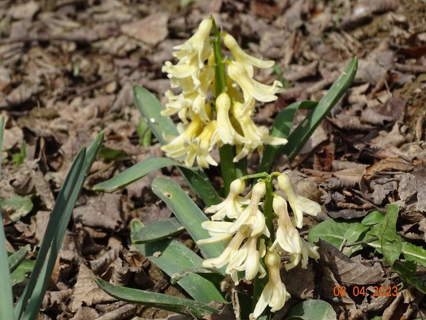 City of Haarlem - z-Dobarland 2023