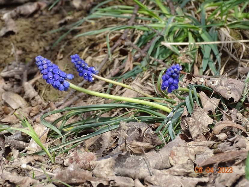 muscari armeniacum - z-Dobarland 2023