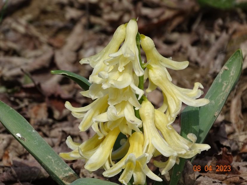 City of Haarlem - z-Dobarland 2023