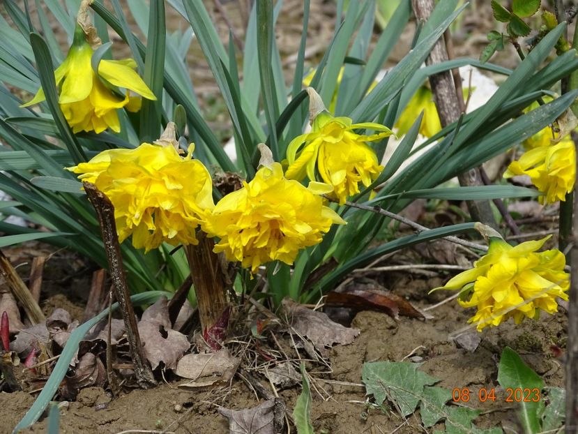 Van Sion - z-Dobarland 2023