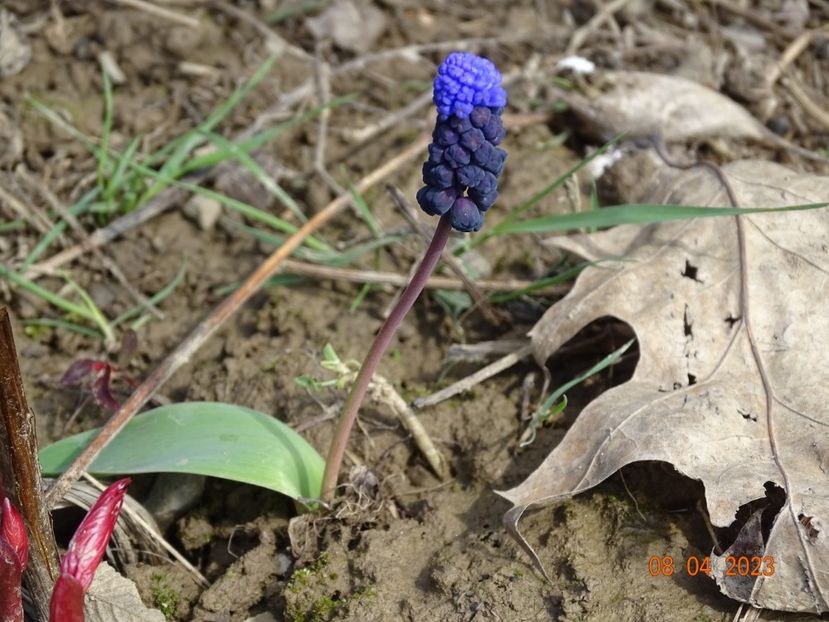 muscari latifolium - z-Dobarland 2023