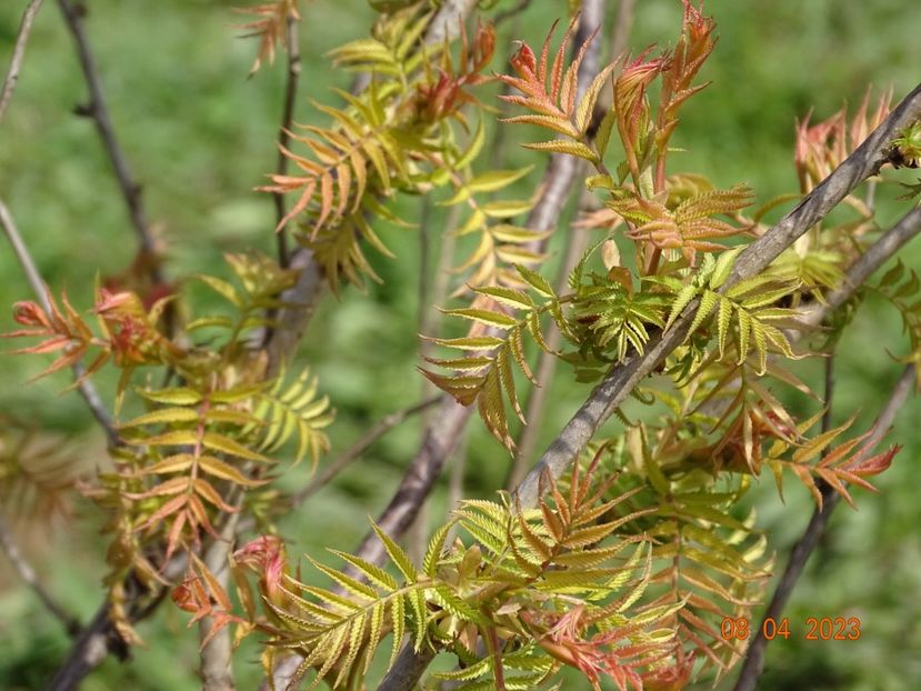 sorbaria sorbifolia Sem - z-Dobarland 2023
