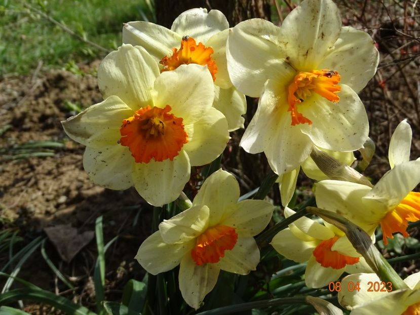 Barrett Browning - z-Dobarland 2023