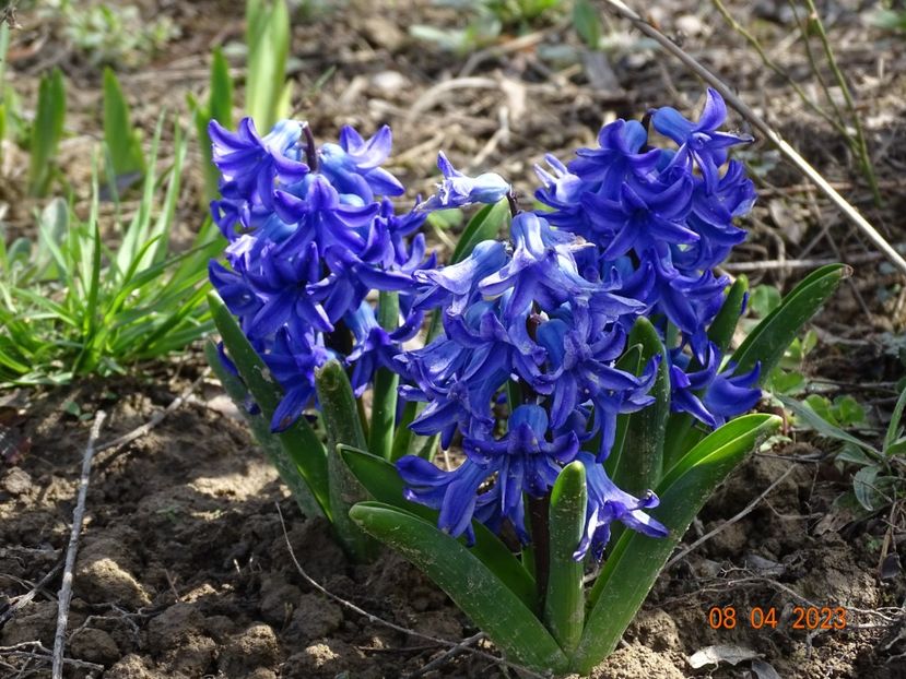 Aqua - z-Dobarland 2023