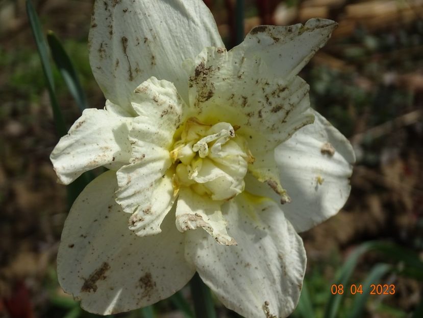 Obdam - z-Dobarland 2023