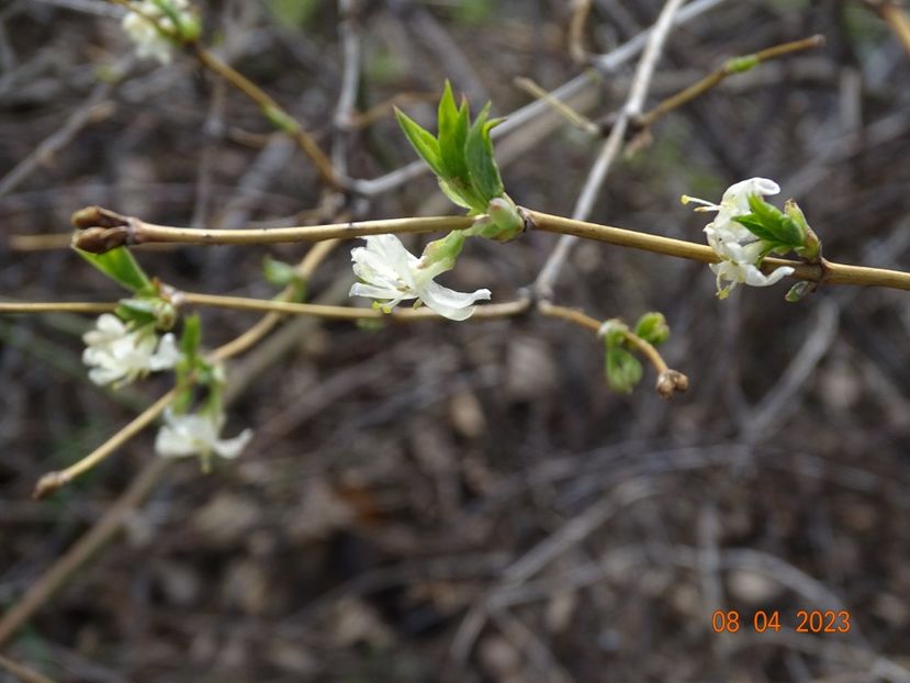 lonicera fragrantissima - z-Dobarland 2023