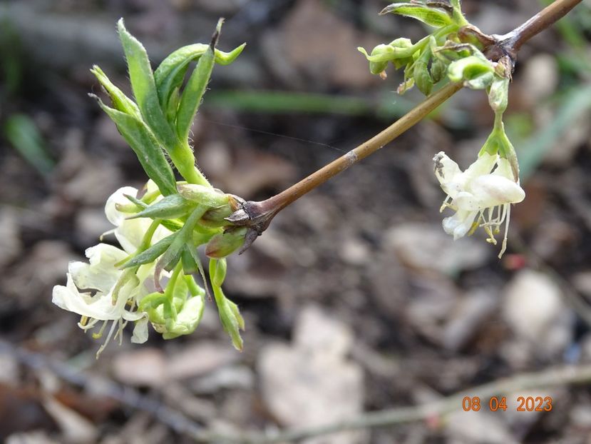 lonicera fragrantissima - z-Dobarland 2023