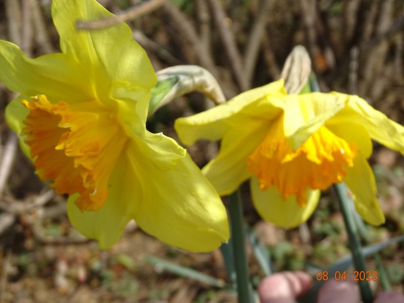 Fortune - z-Dobarland 2023