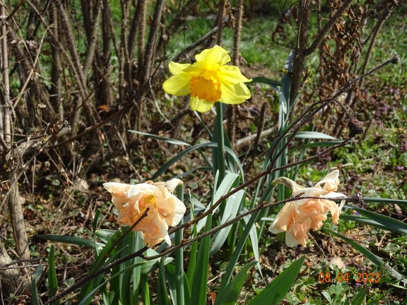 Apricot Whirl si Fortune - z-Dobarland 2023