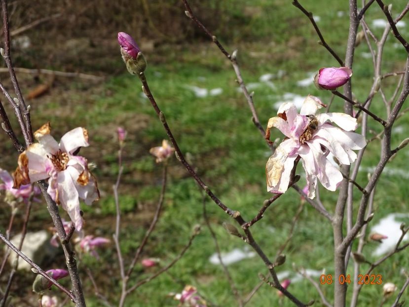 magnolia stellata Rosea - z-Dobarland 2023