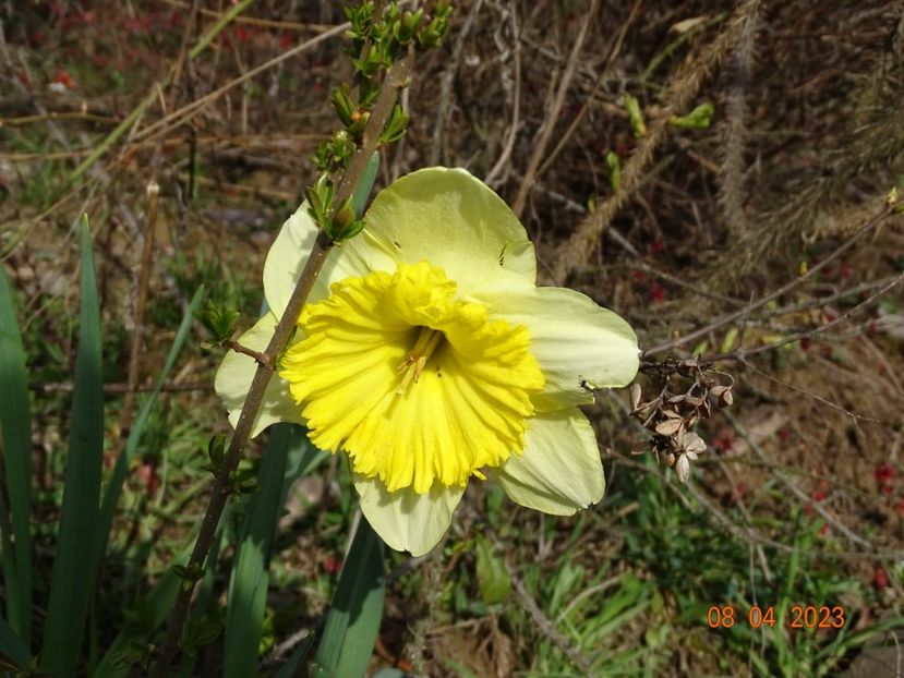 Ice Follies - z-Dobarland 2023