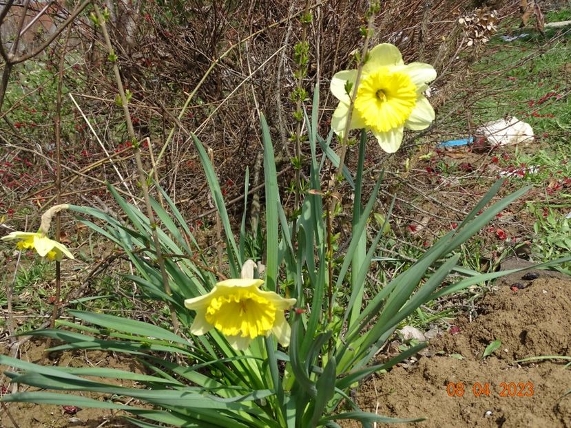 Ice Follies - z-Dobarland 2023